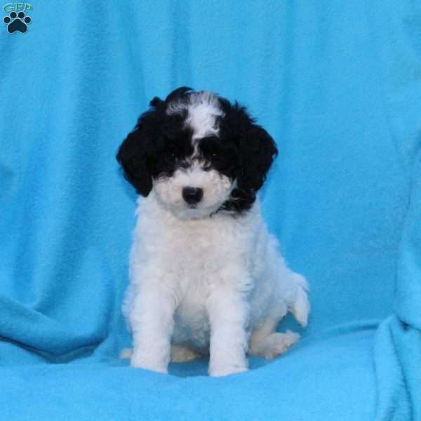 Stella, Cockapoo Puppy